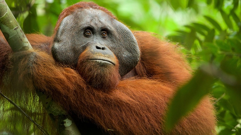 Indonexia Bornean Orangutan